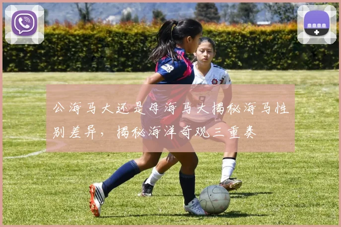 公海马大还是母海马大揭秘海马性别差异，揭秘海洋奇观三重奏